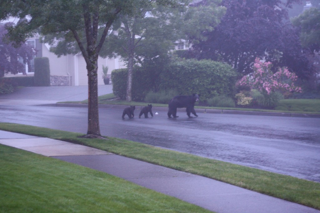Watching for cars while crossing the Cascade Ave.