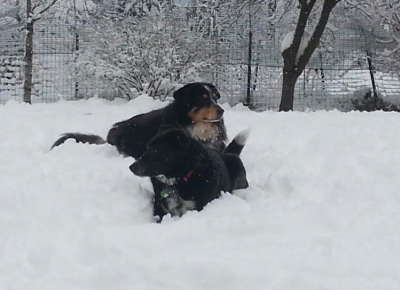 North Bend Wilderness Rim area reports 9" of snow.  Snow dogs enjoying the deep stuff!