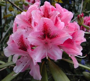 Rhododendron_rouge