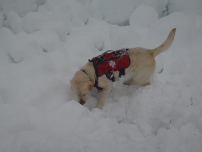 SMR search dog searches avalanche debris on Granite Mountain, 4/13/13. Photo: Seattle Mountain Rescue Facebook page