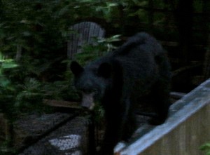 Bear seeking out leftover pizza on Douglas Ave near SE Carmichael Street in Snoqualmie