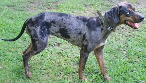 Sasquatchcatahoulas
