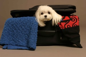 dog-air-travel-pet-care-tips