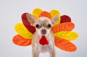 Turkey-Dog