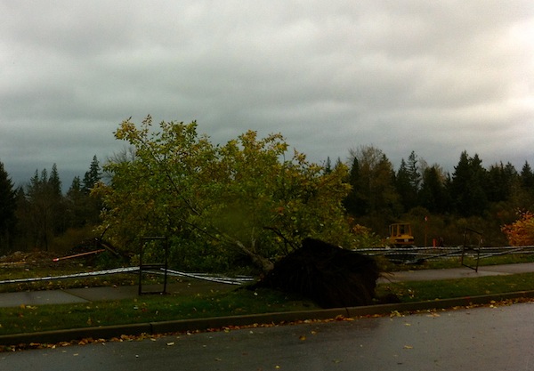Tree down on SE Swenson Drive on Snoqualmie Ridge, 11/2/13
