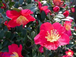 camelias