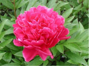 peony