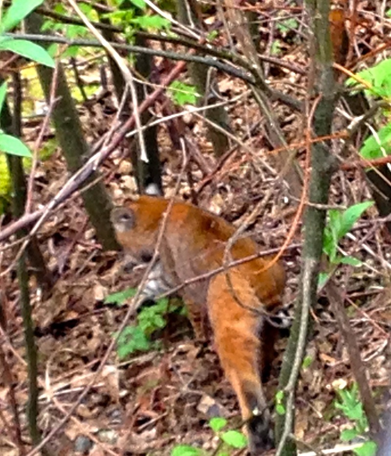 Sitting the bobcat looked like a house cat. Once walking, it was obvious not just the neighbor's cat, 4/8/14