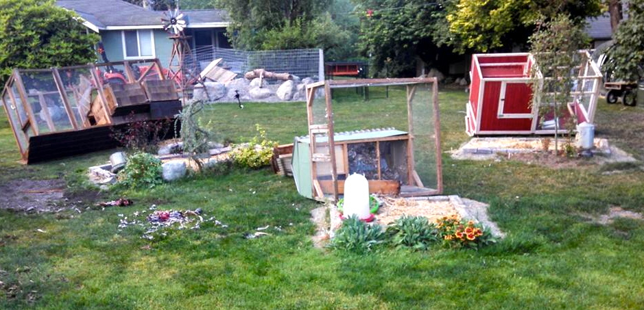 Cages and pens knocked over by bear at Baxter Barn on July 16, 2014