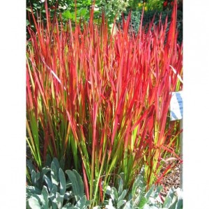japanesebloodgrass