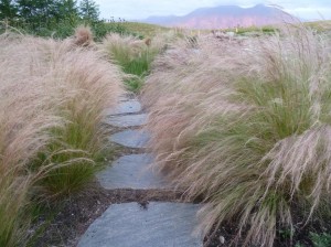 mexicanfeathergrass