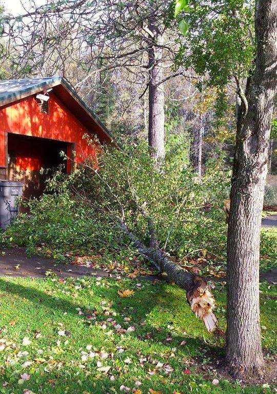 Trees at Riveview Park in Snoqualmie were hit hard by storm on 10/25/14. Pic: Dorothy Ottinger