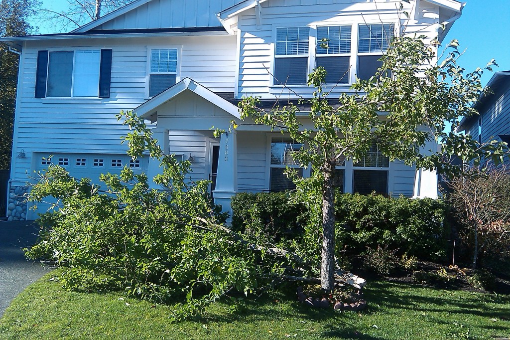 Gap wind event in 2010 snapped heavy branches in Snoqualmie.