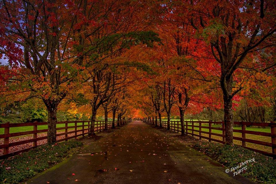 Fall Road Ernies Grove