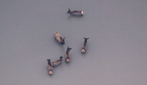 King 5's helicopter captured local elk wading through flood waters. Pic: Screenshot King 5 video