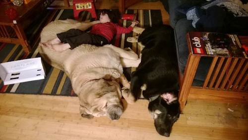 Spanish Mastiffs, Reye and Brutus, who live in North Bend.
