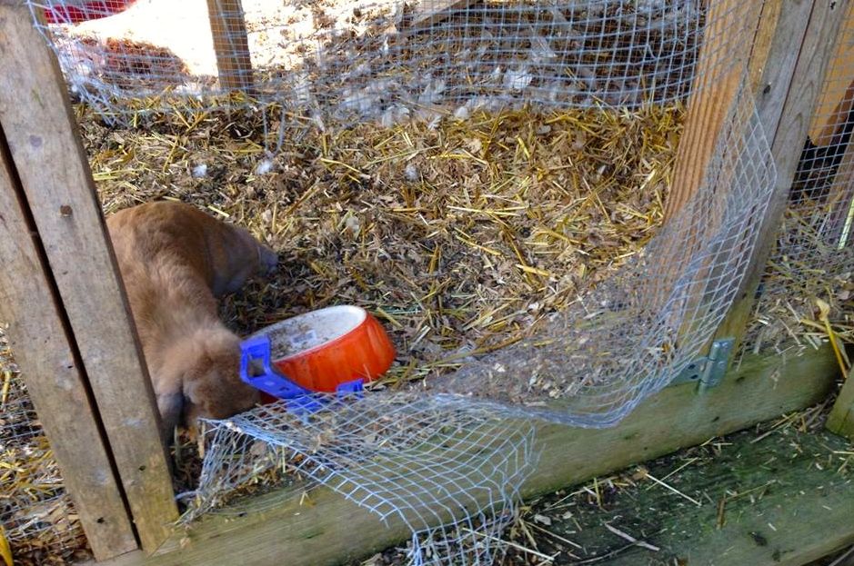 Chicken/bunny coop at the Evans home.