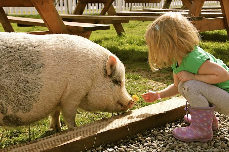 RVFS student hangs out with the one of the school's farm animals.