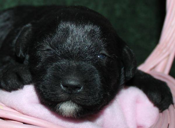 Melissa's new puppy - 12 days old.