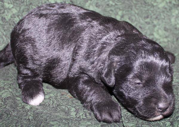 Melissa's new puppy.