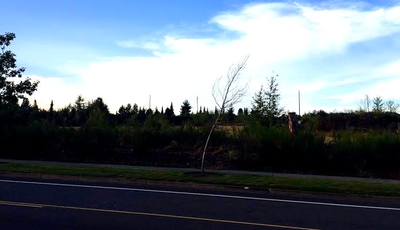 Vacant land at corner of Douglas Street and Snoqualmie Parkway where a potential retail development is proposed.