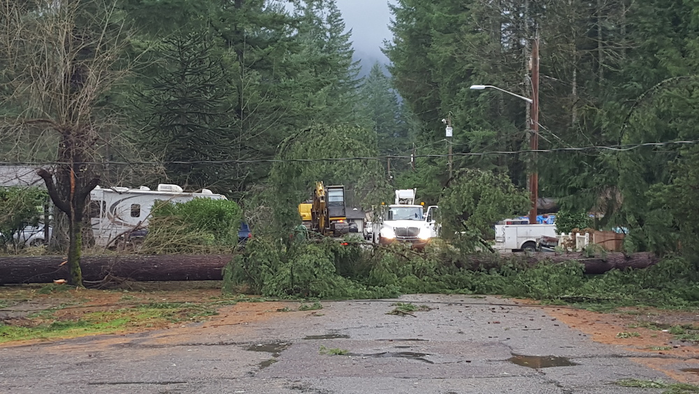 Tree down in Riverbend area of North Bend, 12/9/14. Photo: Stephanie Sprouse