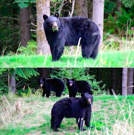 bears in my yard