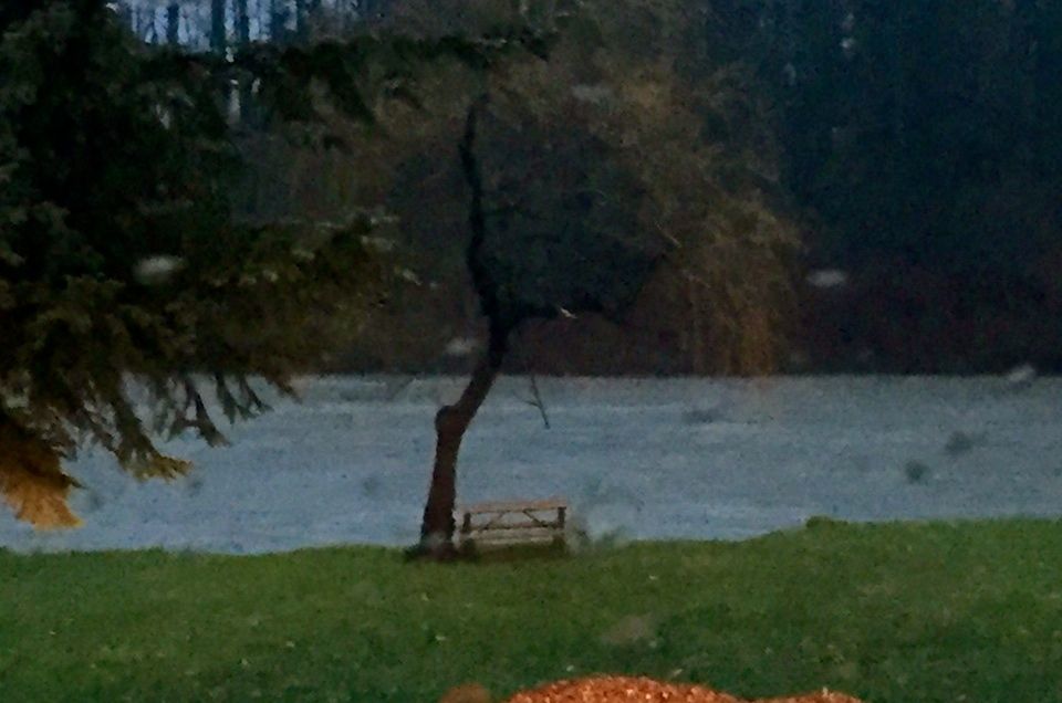 Snoqualmie River rising toward Sandy Cove Park in downtown Snoqualmie, 4:15PM, 12/8/15.