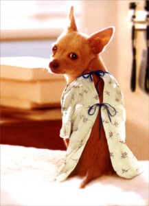 dog gown