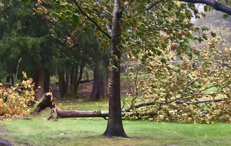 Tree uprooted at the Mt Si Senior Center in North Bend, 10/14/16.